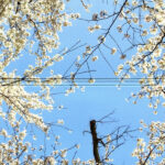 Борис Гребенщиков-2