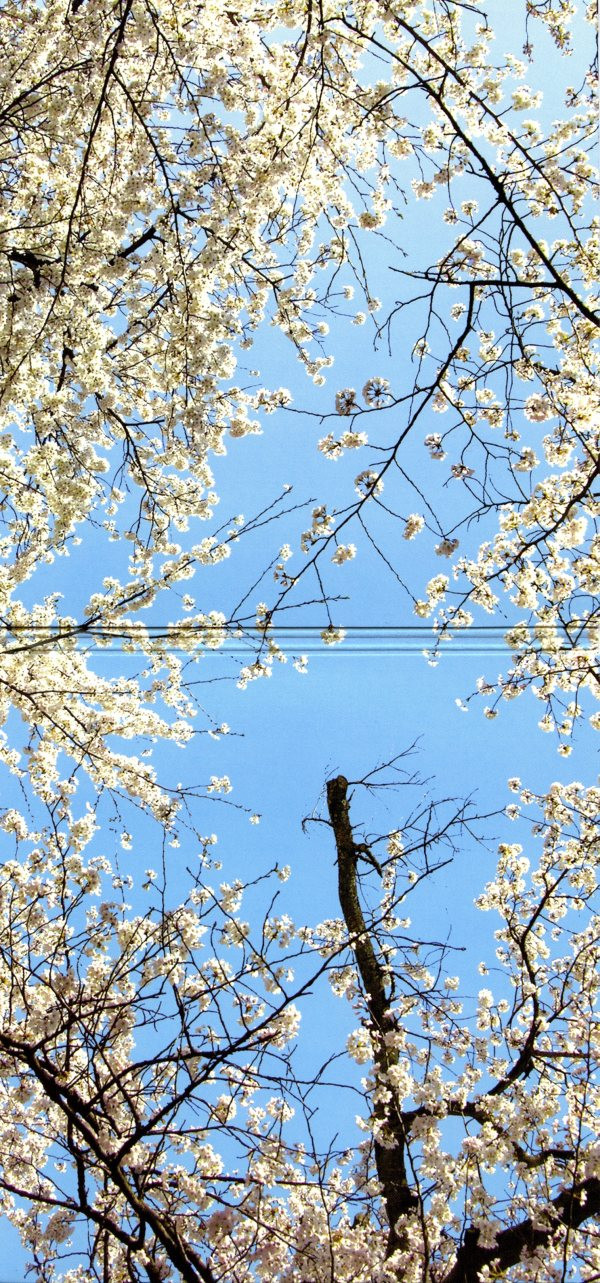 Bez Slov-2 Борис Гребенщиков-2