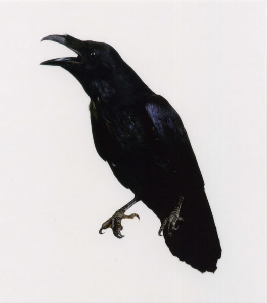 Ворона-3 Линда-3